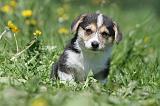 CORGI PEMBROKE 620